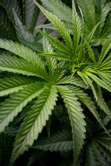 Fototapeta na wymiar Marijuana plants grown indoors. Sativa and indica types. personal cultivation. medicinal plant. natural drugs. Cultivation in a controlled light cabin.