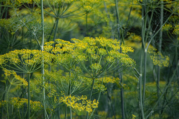 sweet dill, natural texture,  greens, healthy eating

