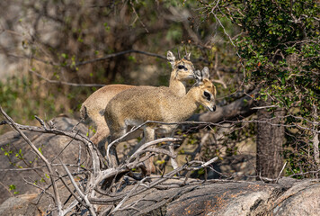 Male and Female Klipspringer (Oreotragus Oreotragus) in Kruger National Park