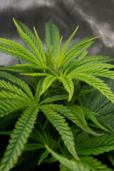 Marijuana plants grown indoors. Sativa and indica types. personal cultivation. medicinal plant. natural drugs. Cultivation in a controlled light cabin.