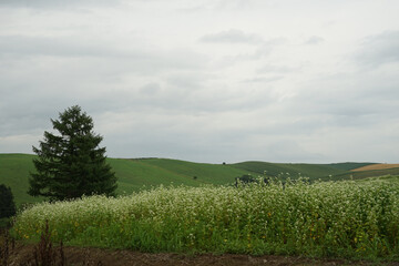 北海道の大地と曇天