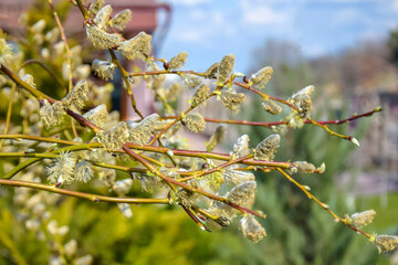 Branch of flowering willow on blurred background, close-up. Easter willow branches. Spring season. Selective focus.