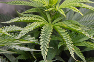 Marijuana plants grown indoors. Sativa and indica types. personal cultivation. medicinal plant. natural drugs. Cultivation in a controlled light cabin.