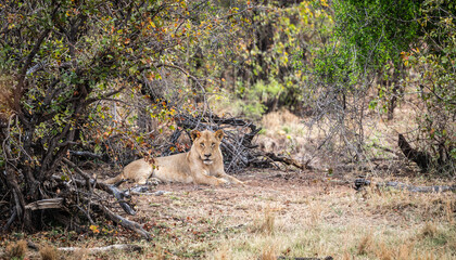 Young male Lion (Panthera Leo) relaxing in the shadow at Kruger National Park, South Africa