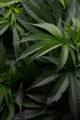 Marijuana plants grown indoors. Sativa and indica types. personal cultivation. medicinal plant. natural drugs. Cultivation in a controlled light cabin.