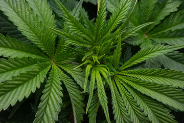 Naklejka na ściany i meble Marijuana plants grown indoors. Sativa and indica types. personal cultivation. medicinal plant. natural drugs. Cultivation in a controlled light cabin.