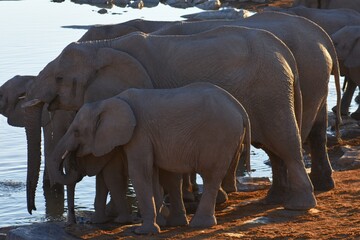Afrikanische Elefanten (loxodonta africana) beim trinken am Wasserloch Halali im Etoscha Nationalpark.  © anni94