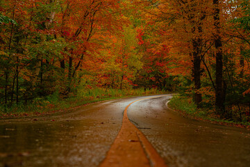 road in autumn forest