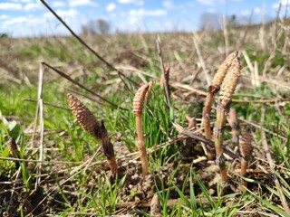 horsetail on a field in early spring
