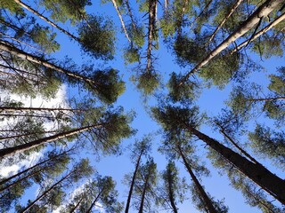pine treetops against a clear blue sky