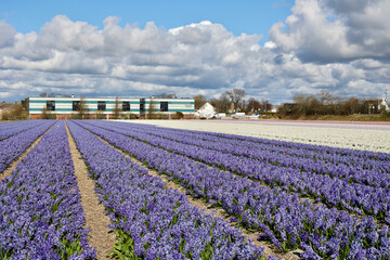 Beautiful Dutch hyacinth field. Spring purple flowers, Lisse, Netherlands (South Holland). 