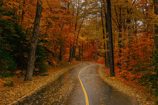 road in autumn forest