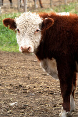 Close-up of Hereford cow face head and shoulders with blue sky on a sunny day