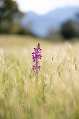 Prairie et orchidée sauvage 
