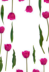 Pink flowers tulips on a white background with space for text. Top view, flat lay