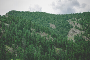 landscape with trees in the mountains