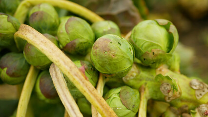 Brussels sprouts bio farm harvest snow harvesting plant Brassica oleracea vegetable cabbage plant agricultural cultivation planting crops winter, grown green frost farming salad garden Europe