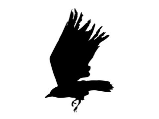 Silhouette of a crow raven rook bird wings spread