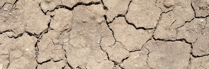Barren land in summer. Dry dead earth in arid landscape