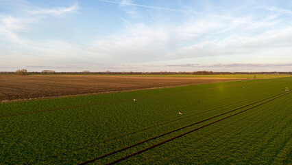 Acker, Natur Landschaft von oben mit weiter Sicht über die Felder und Gänse am fliegen und ein blauer Himmel