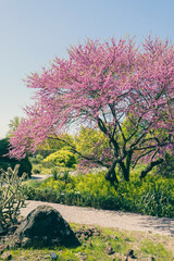 Fototapeta premium Blossoming cherry on gentle light blue sky background in sunlight.