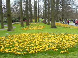 Fototapeta na wymiar Keukenhof flower garden with blooming tulip flowerbeds. One of the world's largest flower gardens. Lisse, the Netherlands.