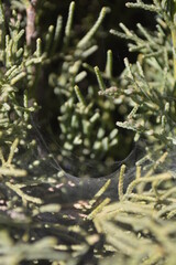 Fototapeta premium cobweb on the tree