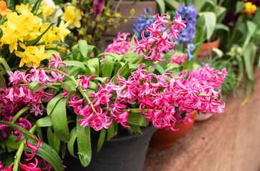 Spring flowers in the pots