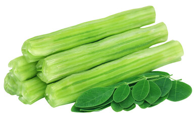 Edible moringa oleifera with green leaves