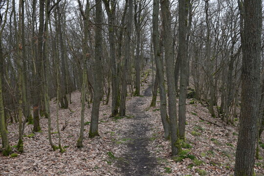 hiking trail to the Goethe point; Germany; Rhineland-Palatinate
