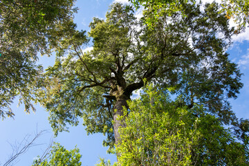 Cielo azulado sobre la copa de los arboles nativos, en el sur de Chile
