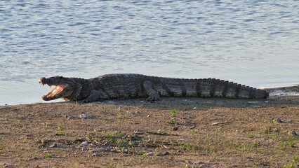 Yellow-throated caiman (Caiman latirostris). Big pond. Feira de Santana, Bahia - Brazil.