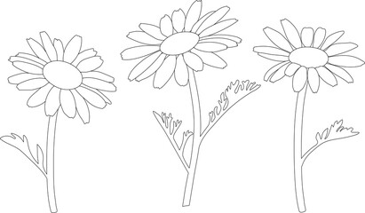 Beautiful flowers. Chamomiles close-up. Coloring page. Black and white illustration.