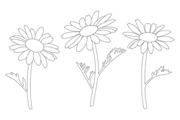 Beautiful flowers. Chamomiles close-up. Coloring page. Black and white illustration.