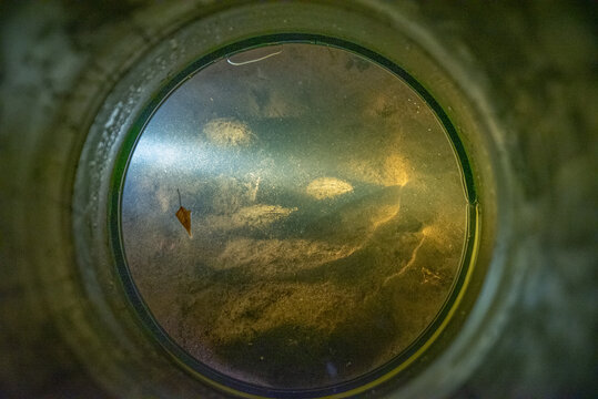 close up of a glass of wineThe freshwater pearl mussel (Margaritifera margaritifera)