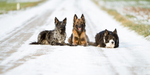 group of three dogs lying down on a path in snowy winter