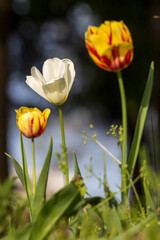 Fototapeta premium Tulips in the garden. Tulips in the spring.