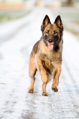 belgian shepherd tervueren dog running towards the camera in snowy winter