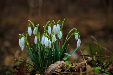 group of snowdrop flowers covered with water drops in a forest after rain