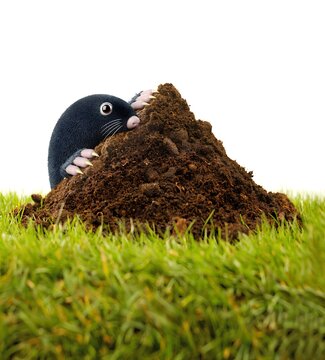 Mole behind a molehill