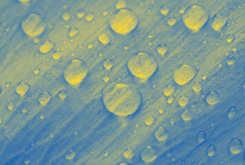 dew drops on petal colored in colors of Ukrainian flag