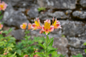 Fleurs de lys des incas 