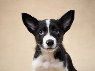 black and white puppy on a beige background. one month old border collie in studio. Dog in studio 