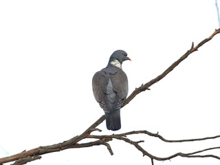 Common Wood Pigeon. Columba palumbus.