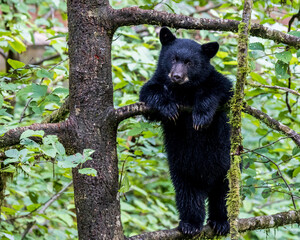 A black bear cub stands in a tree. © sherryvsmith