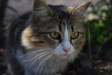 Portrait d'une belle chatte trois couleurs