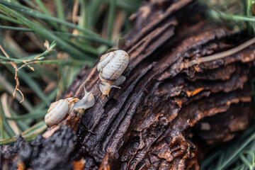 snail on a tree