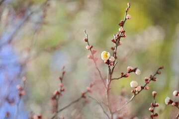 咲き始めた八重咲きの白梅