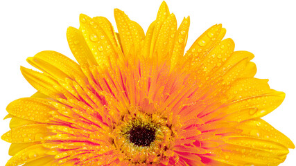 Orange Gerbera Daisy