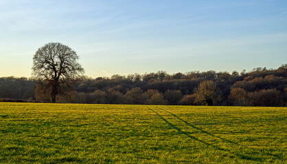 Field with tree and vehicle track illuminated by the late afternoon sunshine. English countryside scene with woodland behind. West Wickham, Kent, UK.
